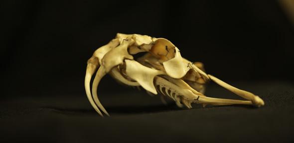 Skull of Bitus arietans –  or Puff Adder – from the family Viperidae