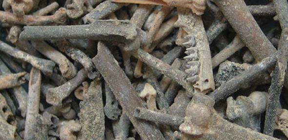 Ancient bat bones