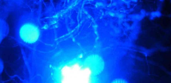 blue light-emitting diode