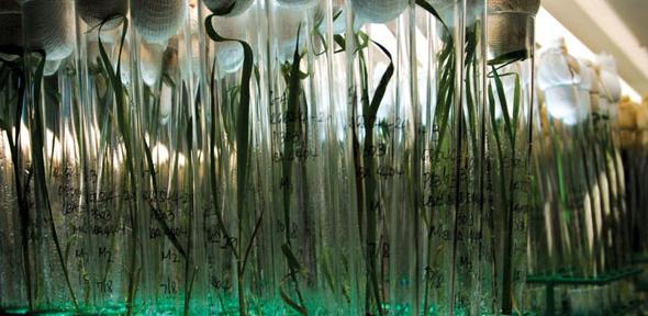 Rice plants propagated using tissue culture at the International Rice Research Institute (IRRI), Philippines
