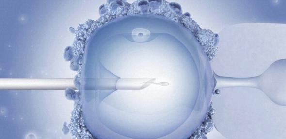 Human egg injected with sperm