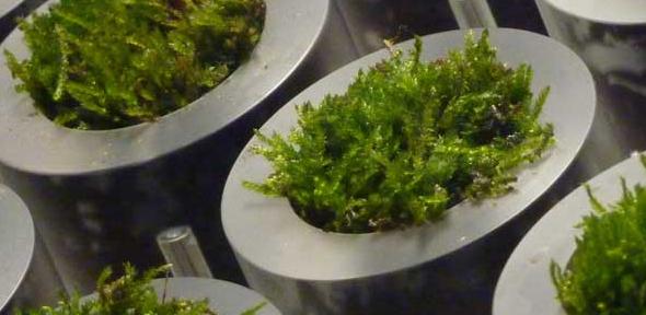 Close-up of the moss pots incorporated into a novel table developed at Cambridge University. 