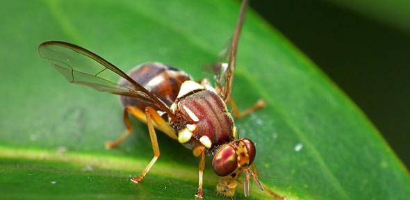 Queensland Fruit Fly, Bactrocera Tryoni