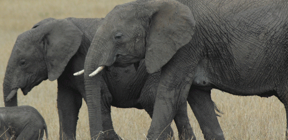 Elephant family - Masai Mara