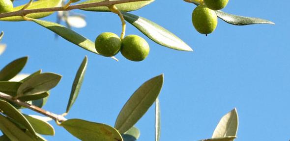 Growing Olives