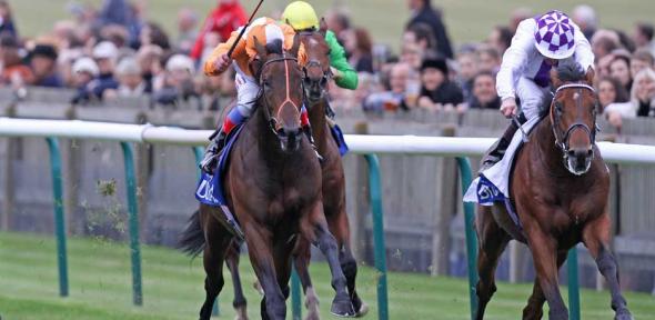 Parish Hall on right (a champion with Northern Dancer ancestry on both sides) wins the Group 1 Dubai Dewhurst Stakes at Newmarket in October 2011 for Jim Bolger