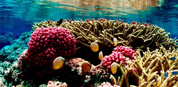 Coral Reef at Palmyra Atoll National Wildlife Refuge