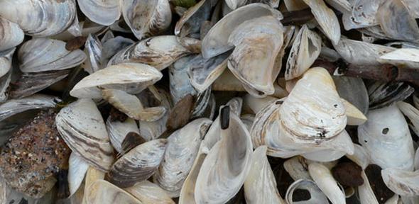 Zebra Mussels