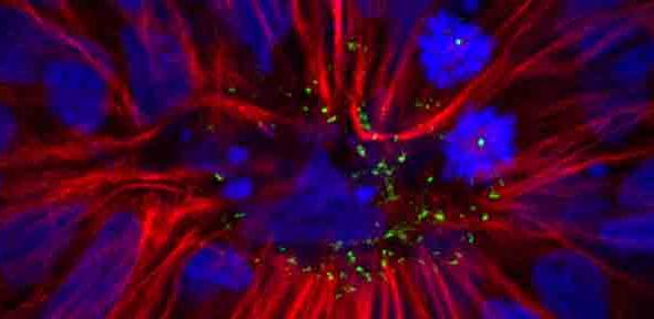 Neural stem cells