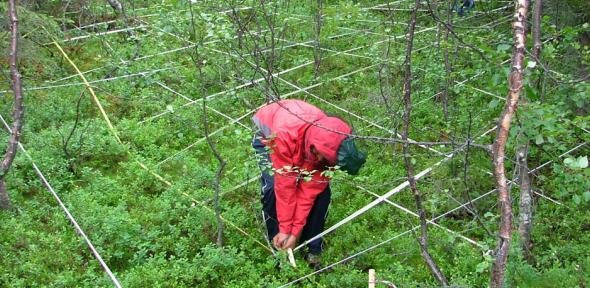 Some of the research being undertaken to measure Arctic tree lines