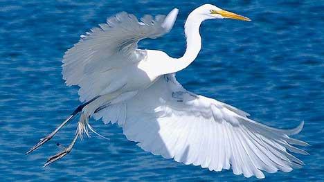 Egret Wings of White