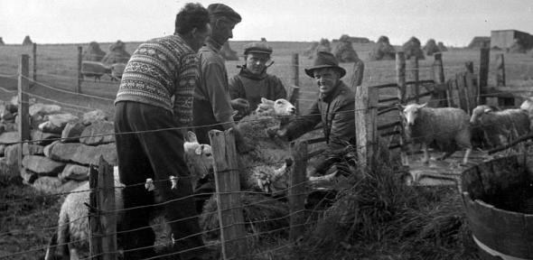 From fleece to the fibre of local identity: the man in the foreground wears a traditional Fair Isle jumper for working with sheep