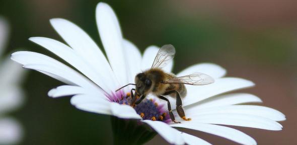 Bees are important pollinators of daisies and many other flowers
