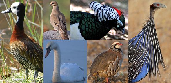 Waterfowl and gamebirds