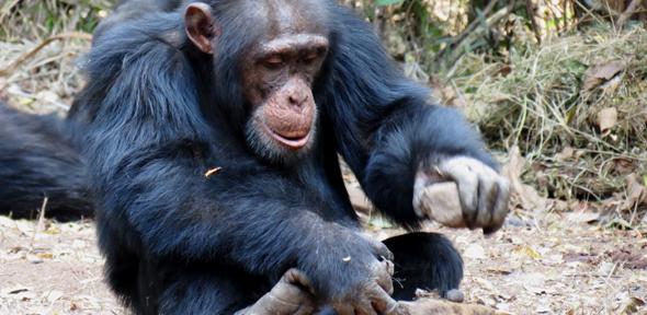 A chimpanzee uses a stone to crack a nut 
