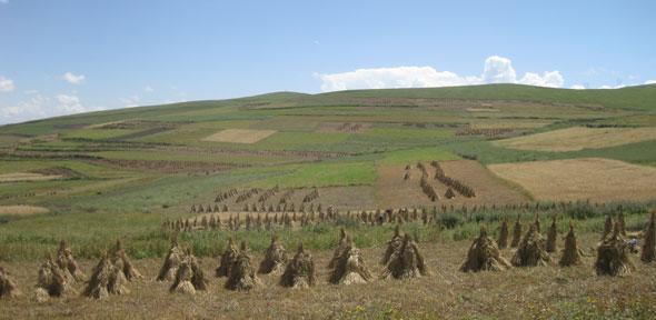 Barley in Qinghai