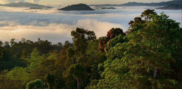 Borneo rainforest