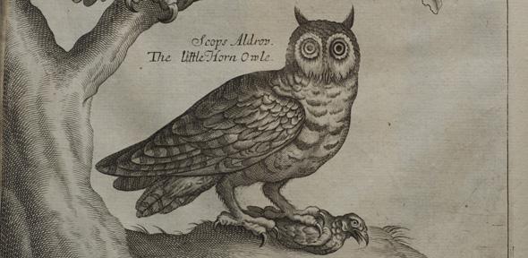Small Owl from Ornithologia libri tres by Francis Willughby