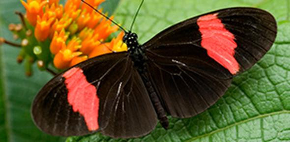 Heliconius Melpomene, a tropical butterfly found in South America. The study shows how its genetic structure has been defined by natural selection, even in areas that have no bearing on its survival prospects.