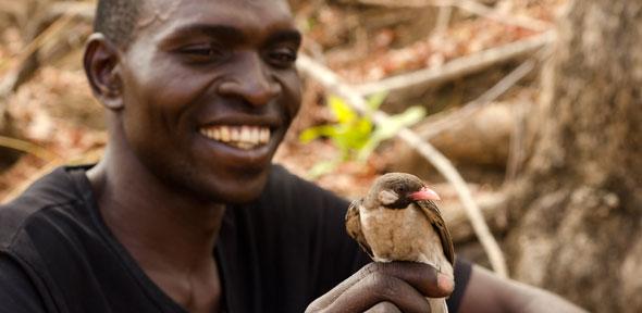 Yao honey-hunter Orlando Yassene holds a male greater honeyguide temporarily captured for research in the Niassa National Reserve, Mozambique.