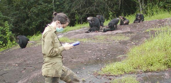 Researcher recording data on a group of habituated chimpanzees (Pan troglodytes verus) in Taï National Park, Ivory Coast. 