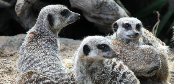 Cooperation helps mammals survive in tough environments | University of