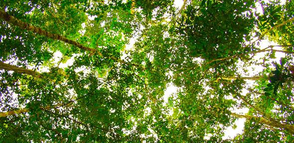 Amazon leaf canopy