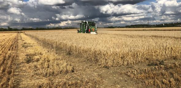 Barley trial crop in field