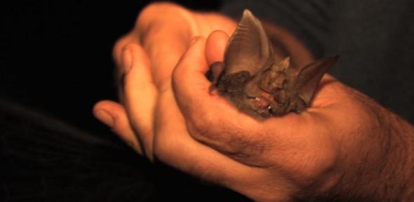 The Mount Mabu Horseshoe Bat (Rhinolophus mabuensis) as discovered by Dr Julian Bayliss, one of the four new species of African Horseshoe bat.