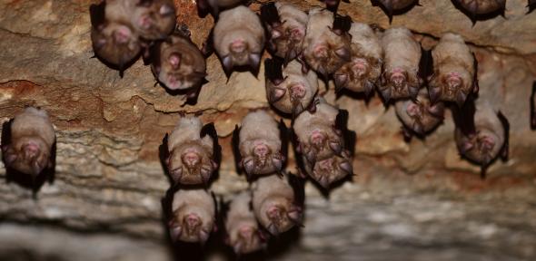Horseshoe bats