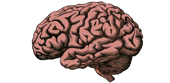 Illustration of brain anatomy