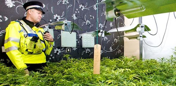 A cannabis setup inside a residential premises in the West Midlands. Image: West Midlands Police.