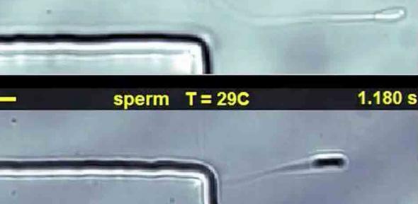 How sperm swim near surfaces 