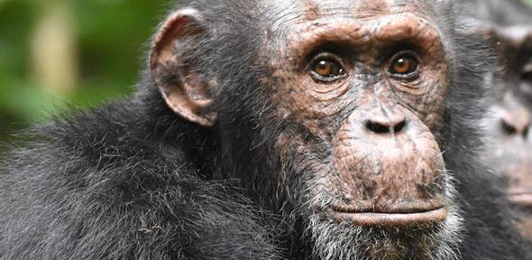 Chimpanzees are seen attentively listening to other chimpanzees heard at some distance in the West African forests of Côte d’Ivoire, studied as part of research by the Taï Chimpanzee Project