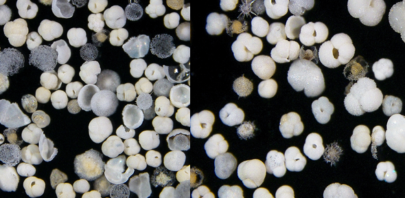 Left: Marine sediment core sample from the South Atlantic with fossilised partially dissolved shells of planktonic organisms. Right: Well-preserved plankton shells. 