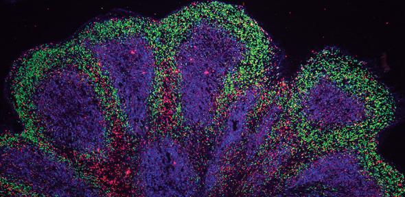 Mini brain organoids showing cortical-like structures