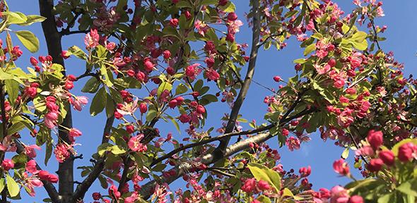 Crab apple tree in bloom