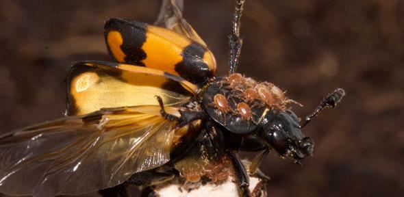 Nicrophorus vespilloides with mites