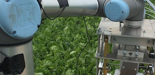 A robot arm picking lettuces