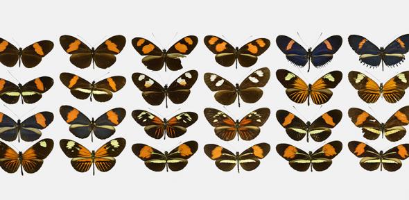Butterfly co-mimic pairs from the species Heliconius erato (odd columns) and Heliconius melpomene (even columns). Illustrated butterflies are sorted by greatest similarity (along rows, top left to bottom right) 