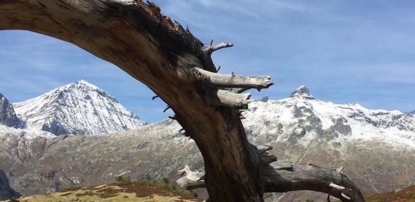 Alps Tree branch