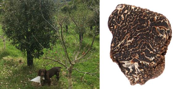 Left: Bella with the host oak tree Right: Perigord black truffle
