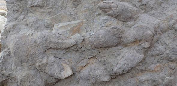 Two large iguanodontian footprints with skin and claw impressions 