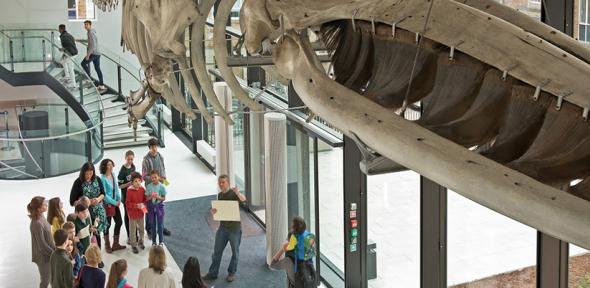 Visitors are welcomed to Cambridge's Zoology Museum beneath its fin whale skeleton
