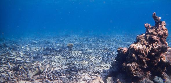 Degraded coral reef 'rubblefield' in Indonesia.