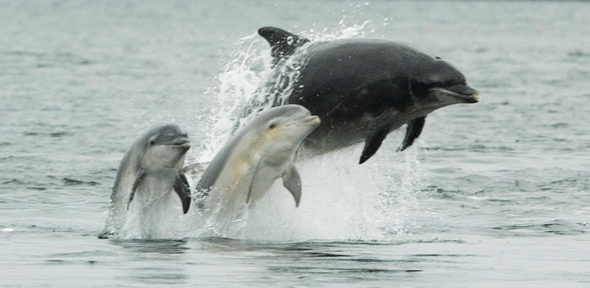 Bottlenose dolphins in the Moray Firth. Scotland