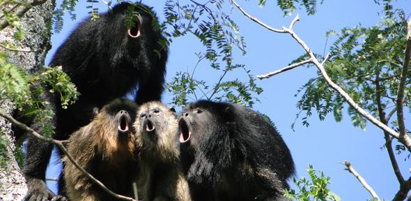 A black howler monkey chorus