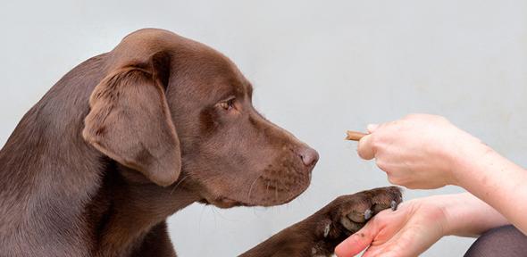 Brown labrador retriever dog looks at food treat