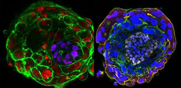 Imaging a human embryo in the absence of maternal tissues - day 10 (left) and day 11 (right)
