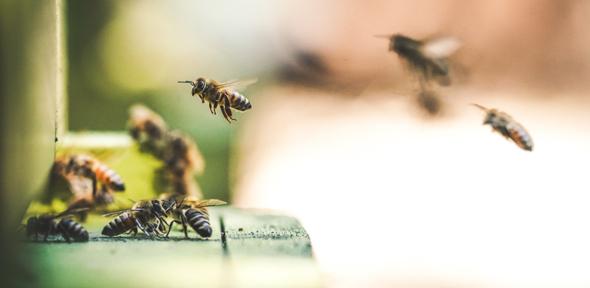 Commercial honeybee hives in the Teide National Park, Tenerife, Spain.
